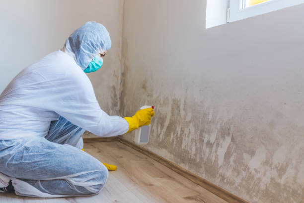 Licensed Mold Removal service in Goldston, NC - Car Mold Remediation
